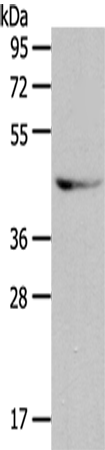 Rabbit Polyclonal Antibody to GRPR