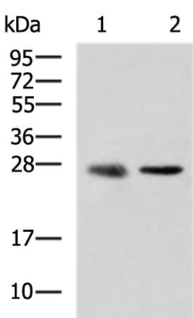 Rabbit Polyclonal Antibody to CMTM2