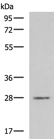 Rabbit Polyclonal Antibody to CLDND1
