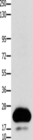 Rabbit Polyclonal Antibody to CLDN4