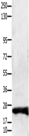 Rabbit Polyclonal Antibody to CLDN1
