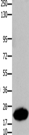 Rabbit Polyclonal Antibody to CLDN7