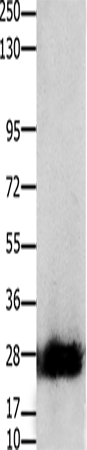 Rabbit Polyclonal Antibody to CLDN14