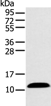 Rabbit Polyclonal Antibody to PPBP