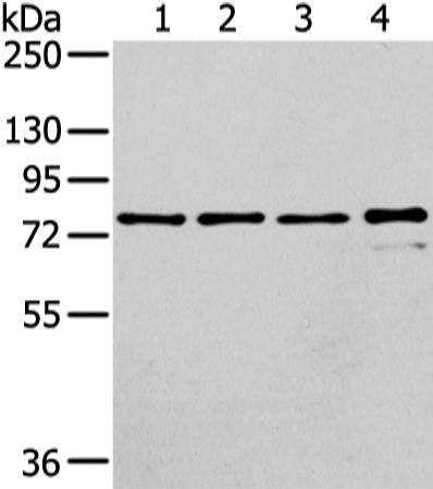 Rabbit Polyclonal Antibody to GHR