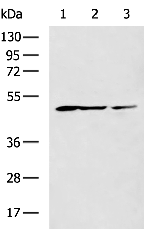 Rabbit Polyclonal Antibody to GHSR