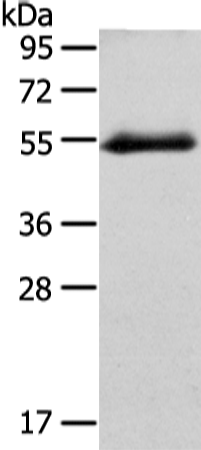 Rabbit Polyclonal Antibody to GLRA1