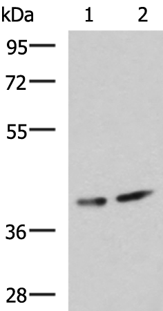 Rabbit Polyclonal Antibody to PROKR2