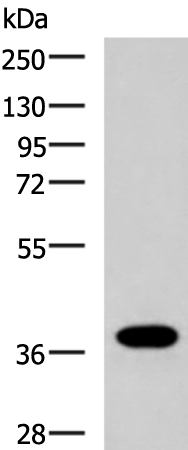 Rabbit Polyclonal Antibody to GPR6