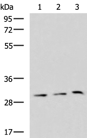Rabbit Polyclonal Antibody to GPR3