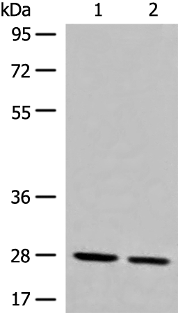 Rabbit Polyclonal Antibody to GNRHR