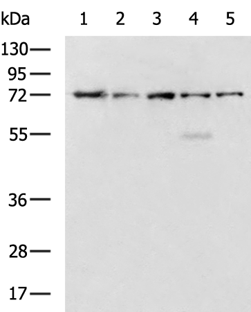 Rabbit Polyclonal Antibody to HSPA5