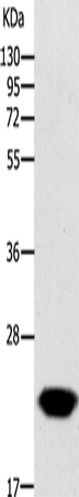 Rabbit Polyclonal Antibody to GCH1