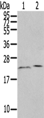 Rabbit Polyclonal Antibody to HINT3