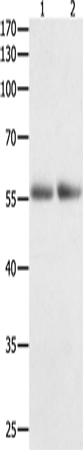 Rabbit Polyclonal Antibody to HDAC1