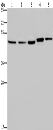 Rabbit Polyclonal Antibody to HDAC3