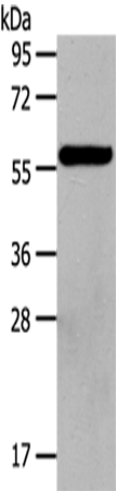 Rabbit Polyclonal Antibody to HDAC7