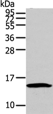Rabbit Polyclonal Antibody to HMGA1