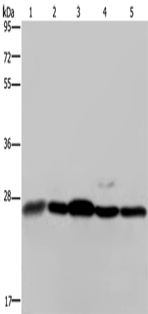 Rabbit Polyclonal Antibody to HMGB1
