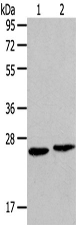 Rabbit Polyclonal Antibody to HMGB2