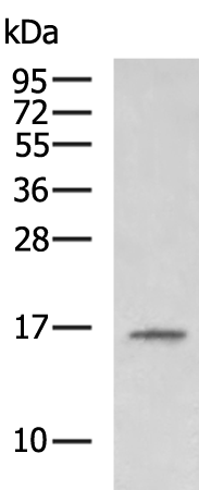 Rabbit Polyclonal Antibody to LHB