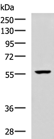 Rabbit Polyclonal Antibody to MADCAM1