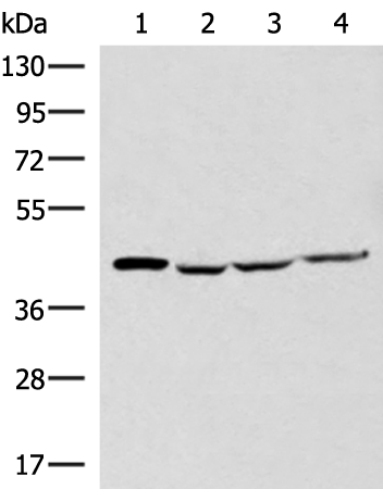Rabbit Polyclonal Antibody to SLC16A7