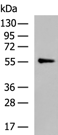 Rabbit Polyclonal Antibody to SLC16A4