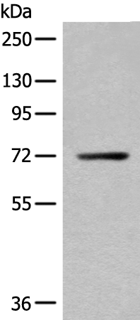 Rabbit Polyclonal Antibody to BEST1