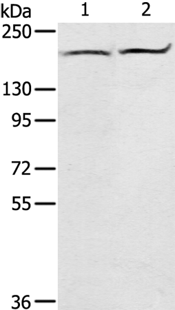 Rabbit Polyclonal Antibody to ABCC1