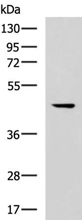 Rabbit Polyclonal Antibody to MLNR
