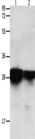 Rabbit Polyclonal Antibody to YWHAE