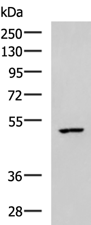 Rabbit Polyclonal Antibody to CKMT1A/CKMT1B