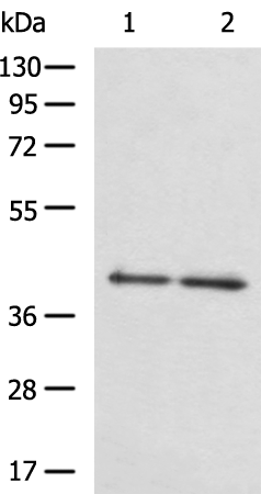 Rabbit Polyclonal Antibody to NCK2