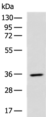 Rabbit Polyclonal Antibody to RBFOX3