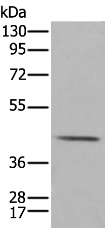 Rabbit Polyclonal Antibody to NTSR1