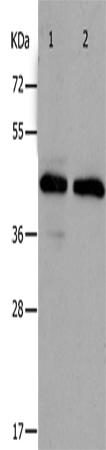 Rabbit Polyclonal Antibody to PAWR