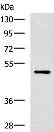 Rabbit Polyclonal Antibody to PAX2