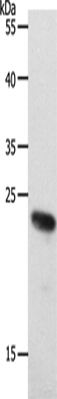 Rabbit Polyclonal Antibody to RAMP2