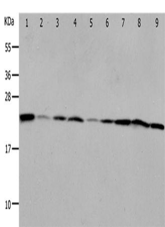 Rabbit Polyclonal Antibody to PRDX1