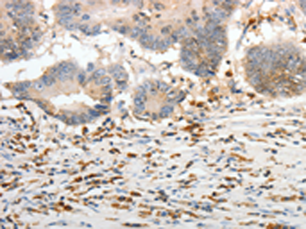 Rabbit Polyclonal Antibody to PTTG1