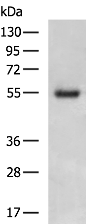 Rabbit Polyclonal Antibody to SPAG4