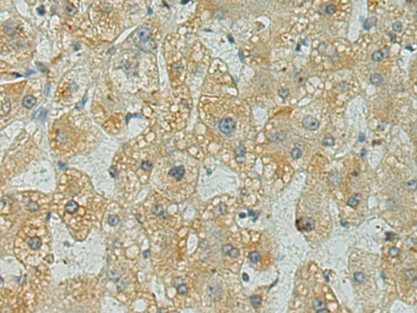 Rabbit Polyclonal Antibody to TNFSF4
