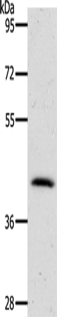 Rabbit Polyclonal Antibody to NKX2-1