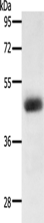 Rabbit Polyclonal Antibody to LPAR4