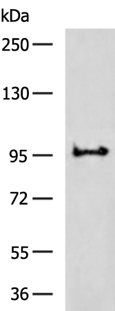 Rabbit Polyclonal Antibody to NFATC4