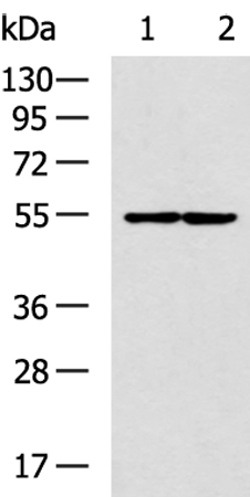 Rabbit Polyclonal Antibody to LPCAT4