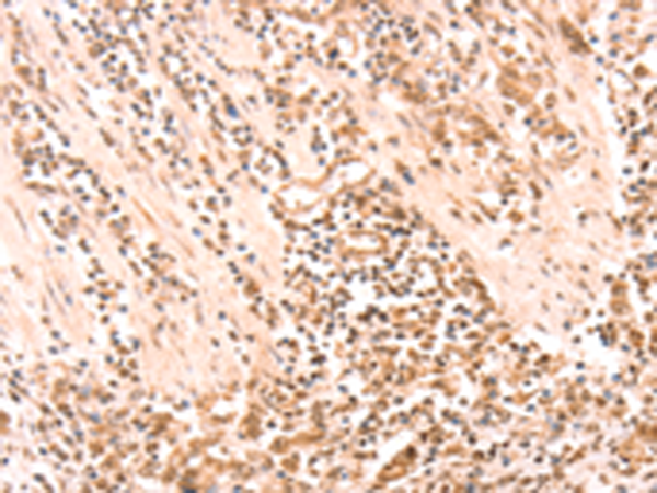 Rabbit Polyclonal Antibody to AMD1