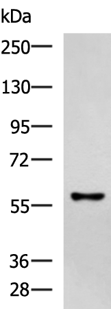 Rabbit Polyclonal Antibody to ANGPTL2