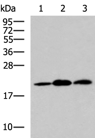 Rabbit Polyclonal Antibody to ARPC4